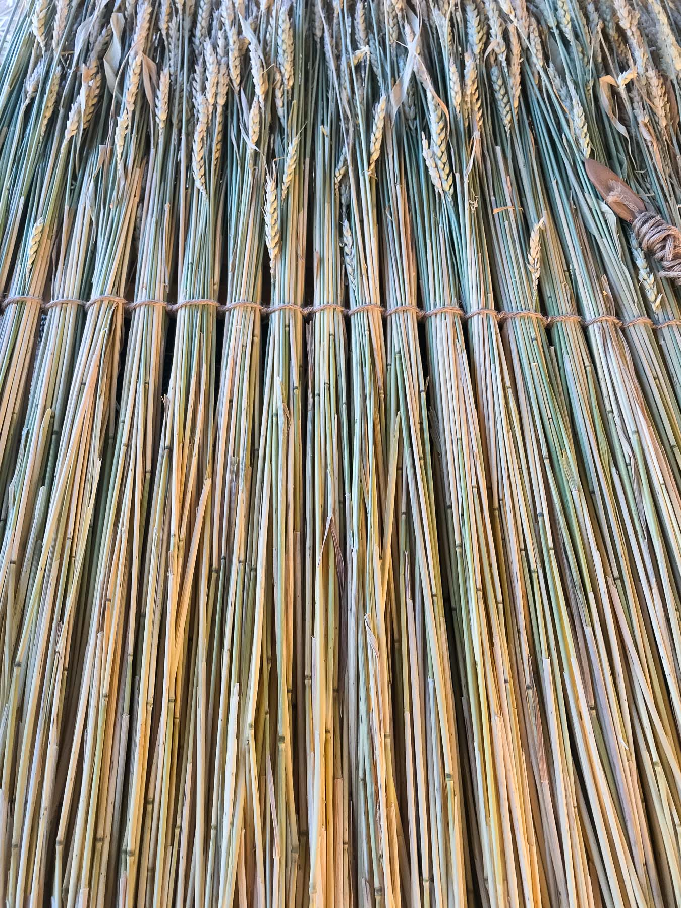 Wheat stalks on toba weaving frame. Photo by Caro Telfer.